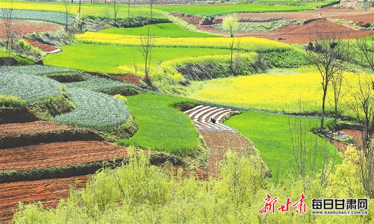 「图片新闻」徽县水阳镇西沟村农户对油菜花进行灭菌管护