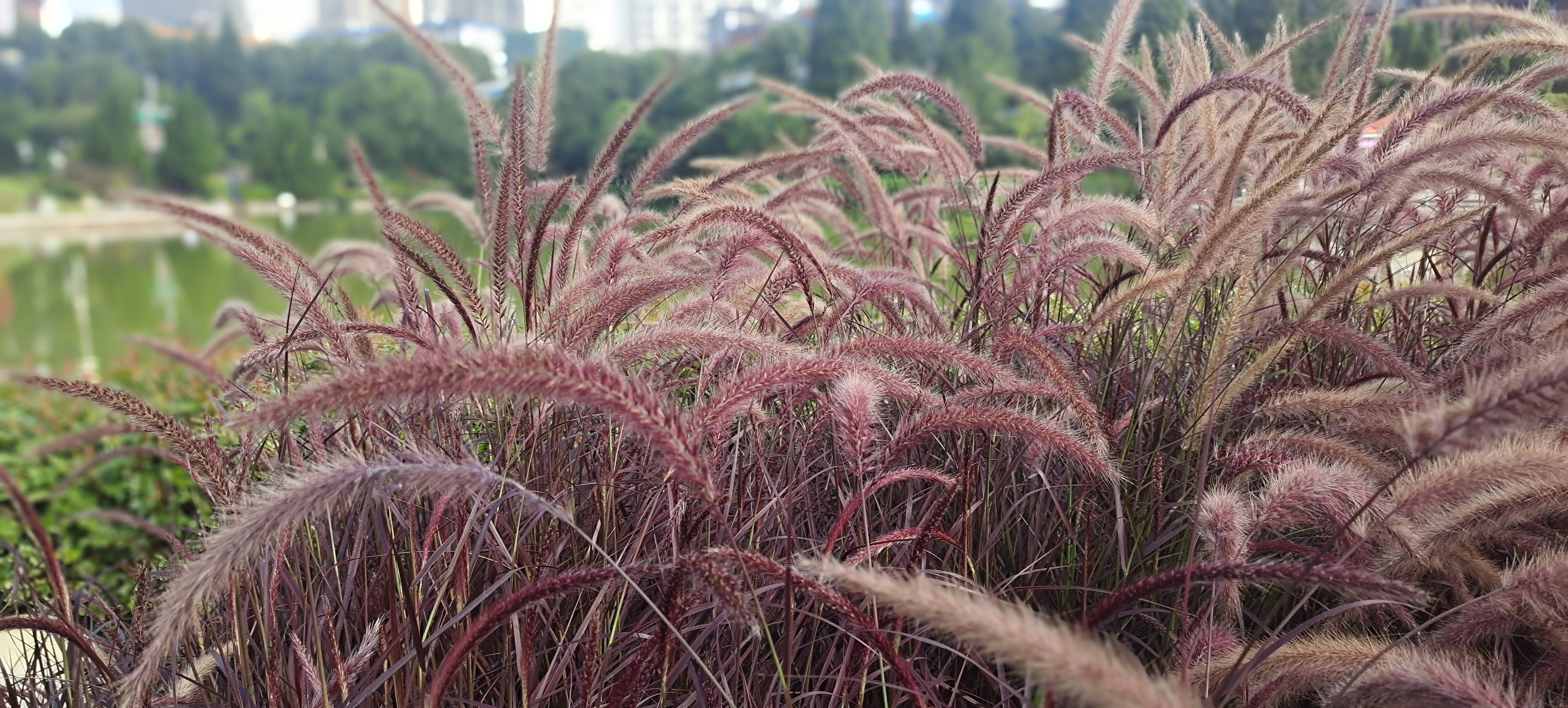 初秋的紫叶狼尾草花开