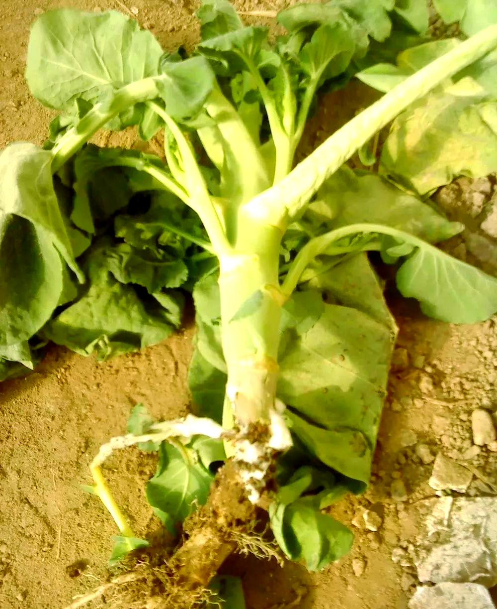花椰菜常见病害识别与防治方法详解