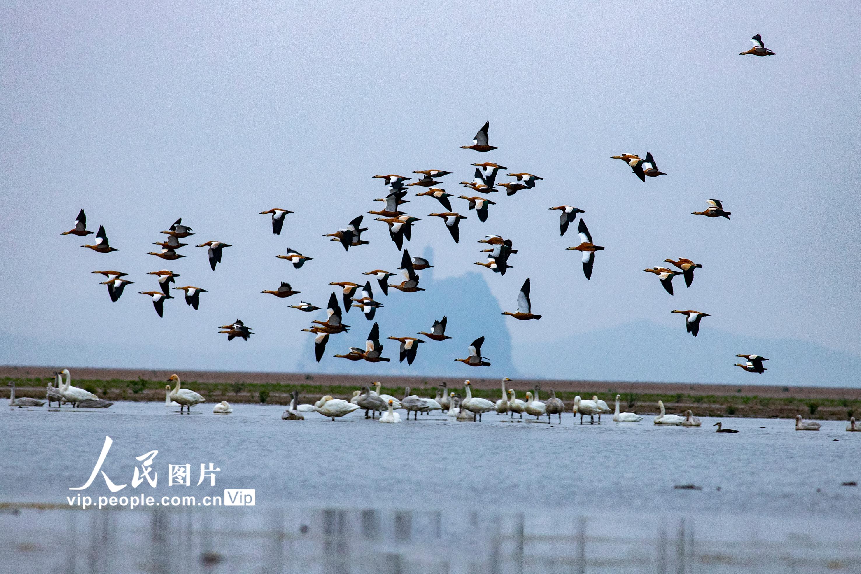 江西湖口:越冬候鸟陆续抵达鄱阳湖
