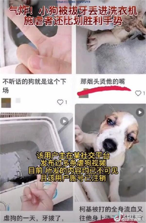 柯基犬被放洗衣机内搅拌,警方透露案件仍在侦办中