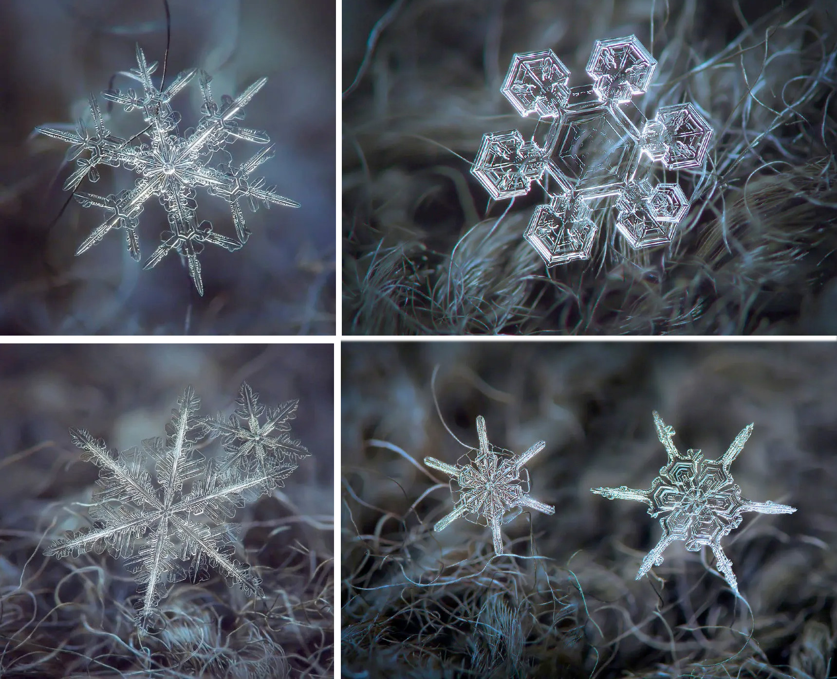 各种各样的雪花图片图片