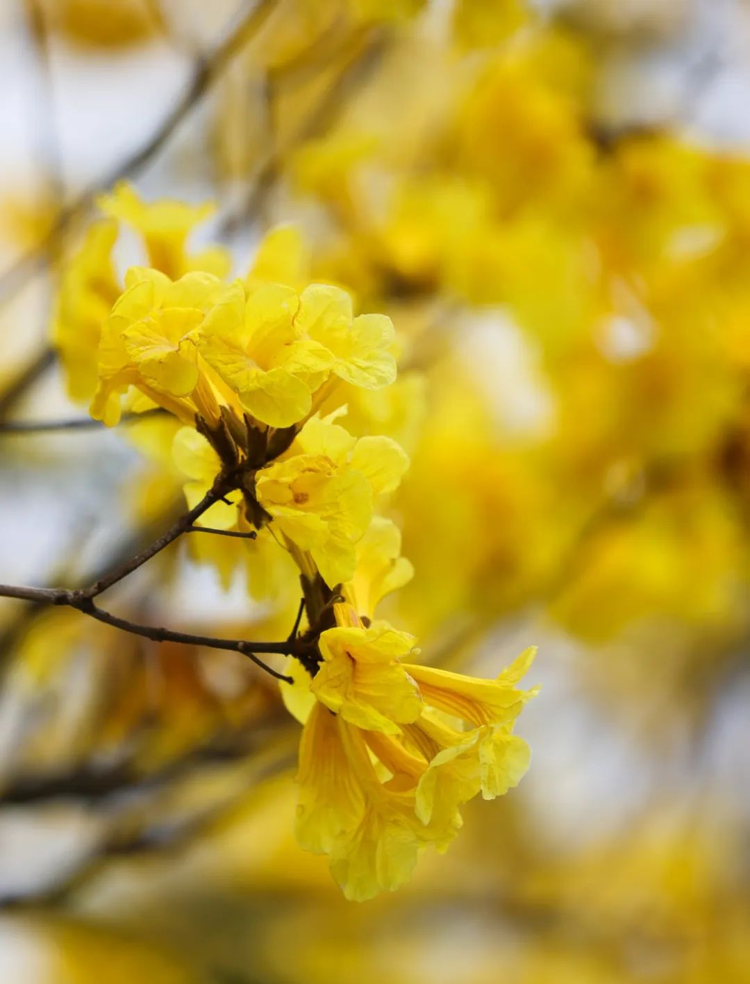 好似翩翩起舞的蝴蝶纷繁的金色花儿被风吹起大自然精