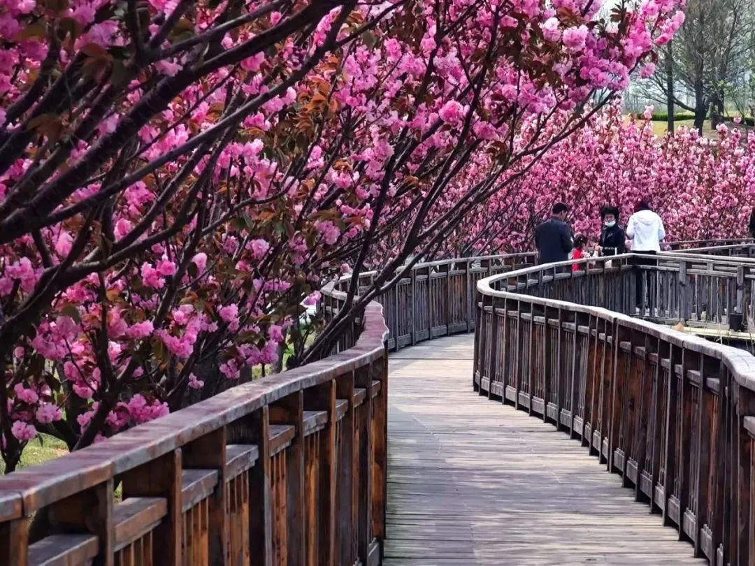氛围感拉满威海繁花即将刷爆朋友圈
