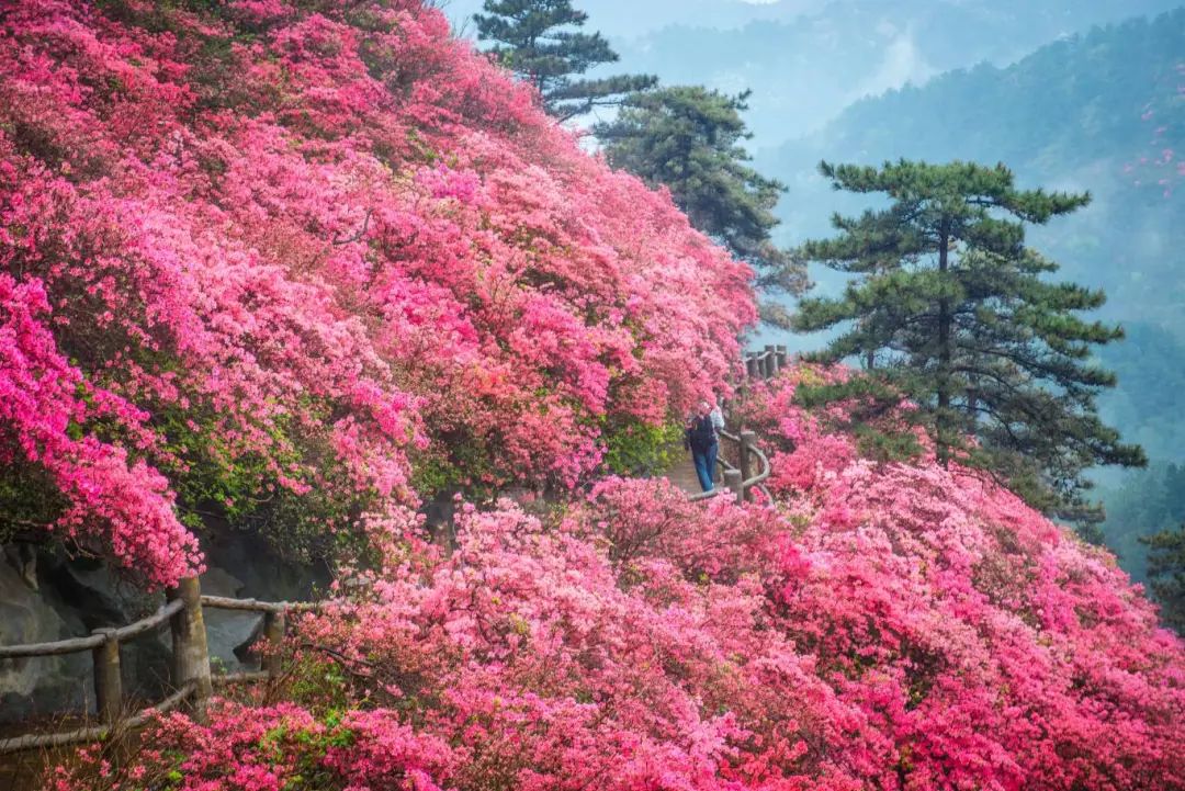 壁纸 花 桌面 1080_721