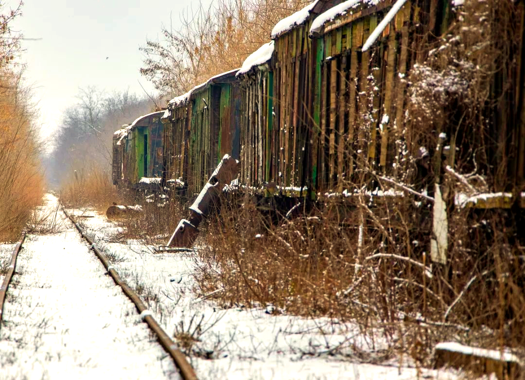 灌木丛中惊现二战时期废弃列车