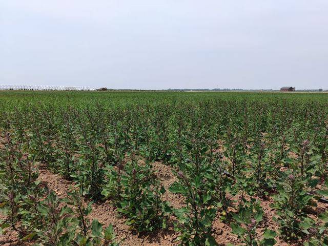 dongying explores utilization of saline-alkali land