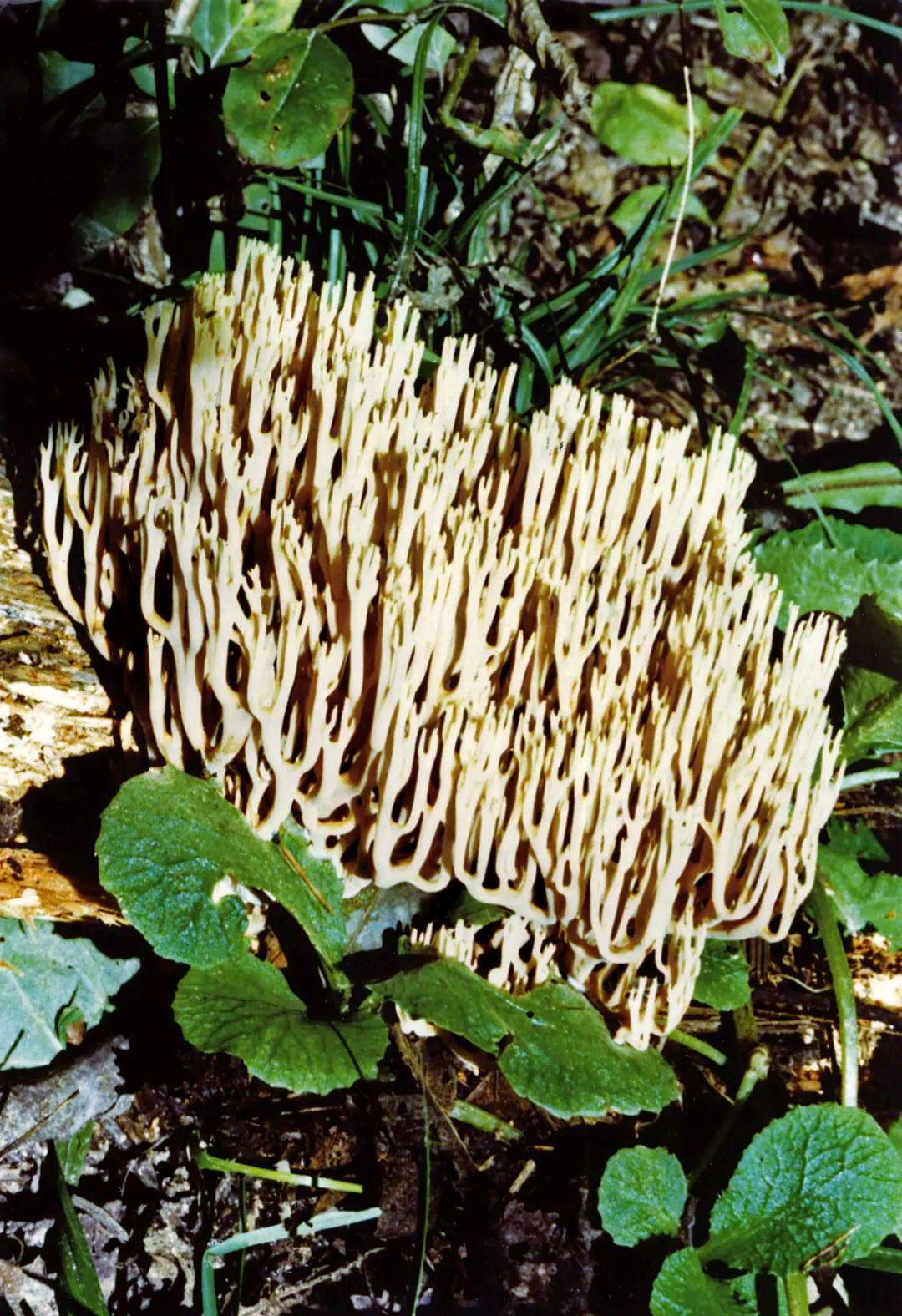 珊瑚菌的多糖多酚成分与抗衰老应用探讨