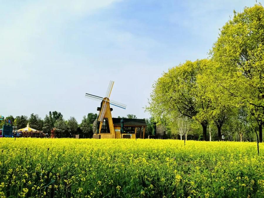 春日限定版浪漫!济南鲜花港景区花海抢先看