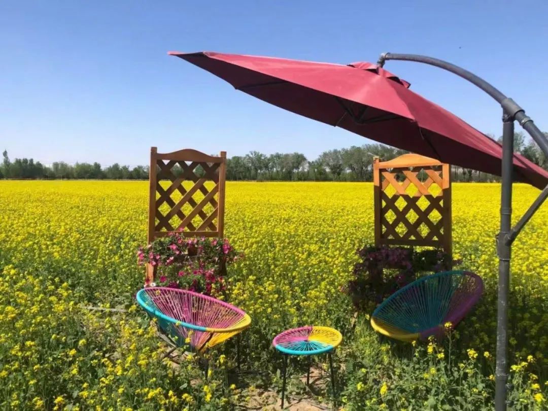 打卡昌吉 漫步华兴悠游谷,欣赏属于你的浪漫金色花海