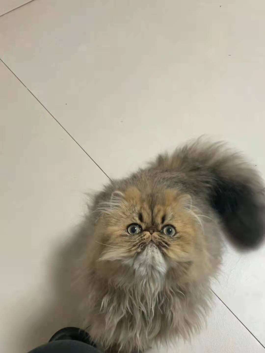 盘点那些长得像鳌拜的猫咪