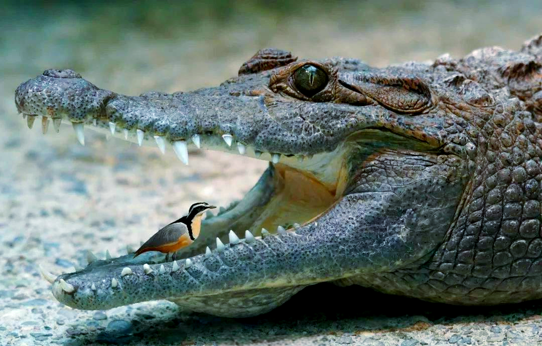 探讨鳄鱼与牙签鸟共生传说的科学与文化背景