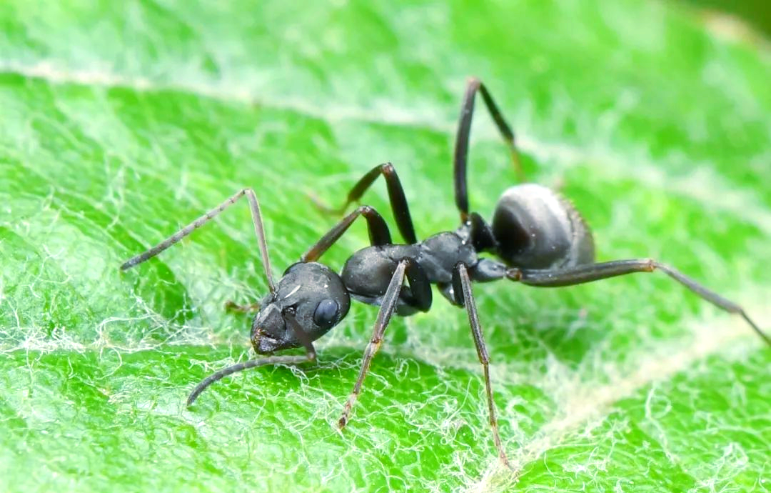昆虫的多样触角类型