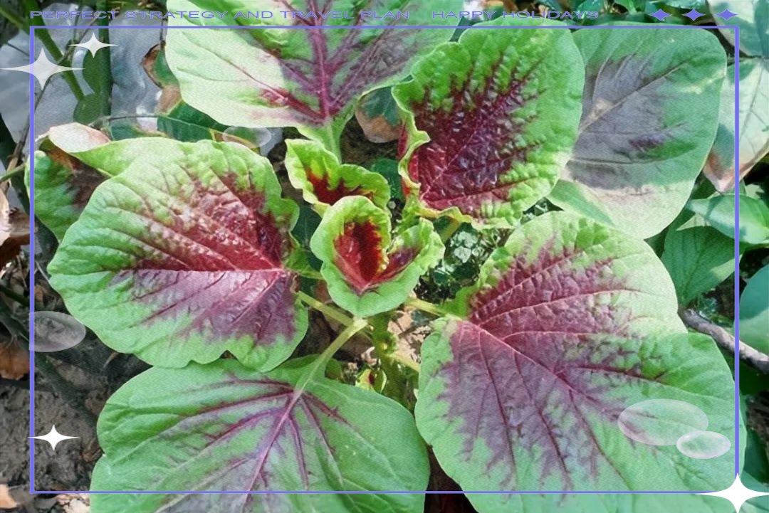 农村野草"玉米菜"竟是缓解便秘的良药