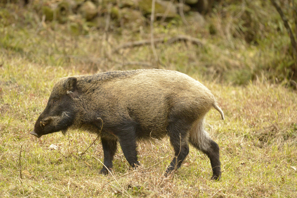 野猪泛滥,多地下发"杀猪令",昔日稀有野生动物,今人人喊打