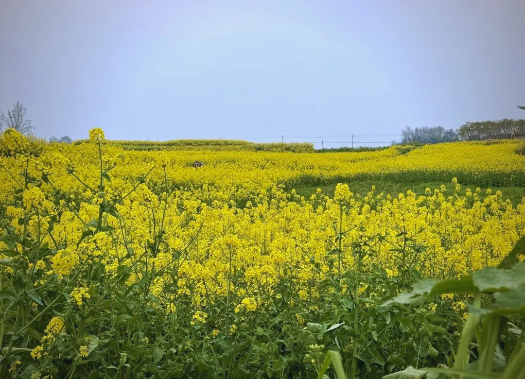 成都周边游:邛崃两河村的油菜花与江南水乡
