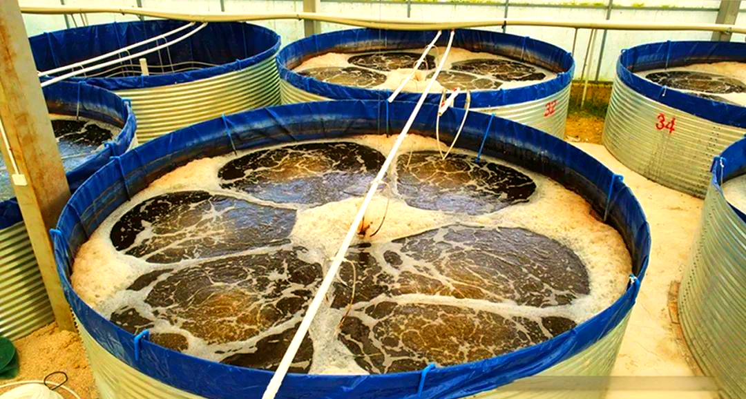 黄平县重安镇成功养殖对虾,填补黔东南州对虾养殖产业空白