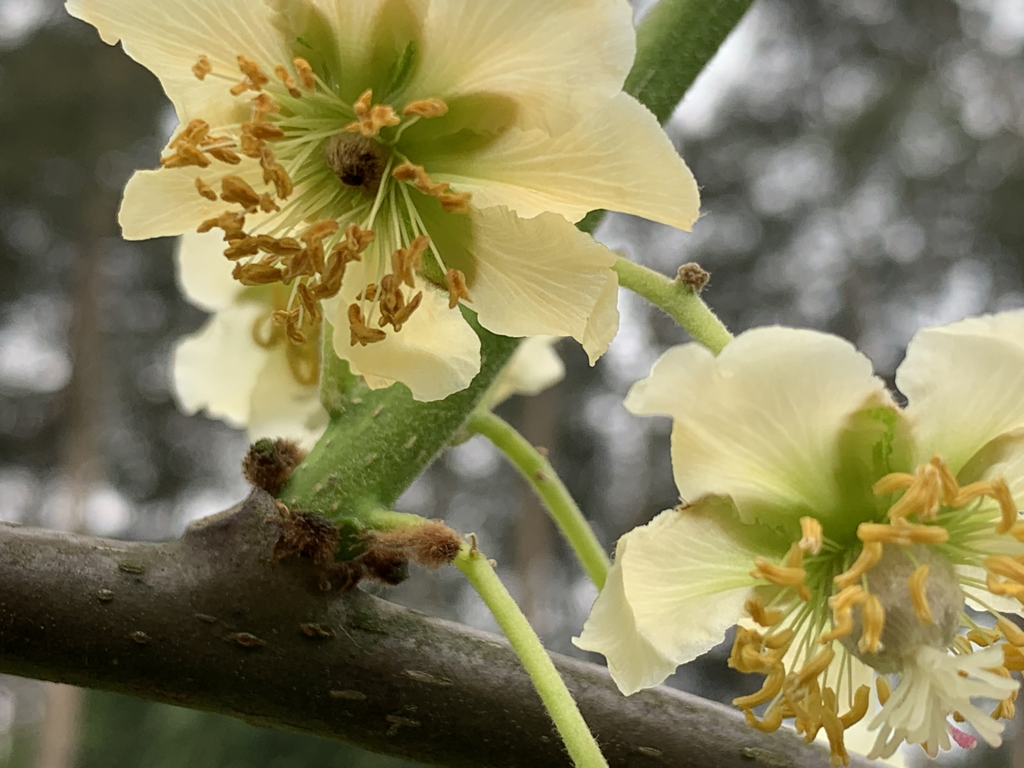 猕猴桃开花也美丽,雌雄树的花期不一致,究竟在几月?