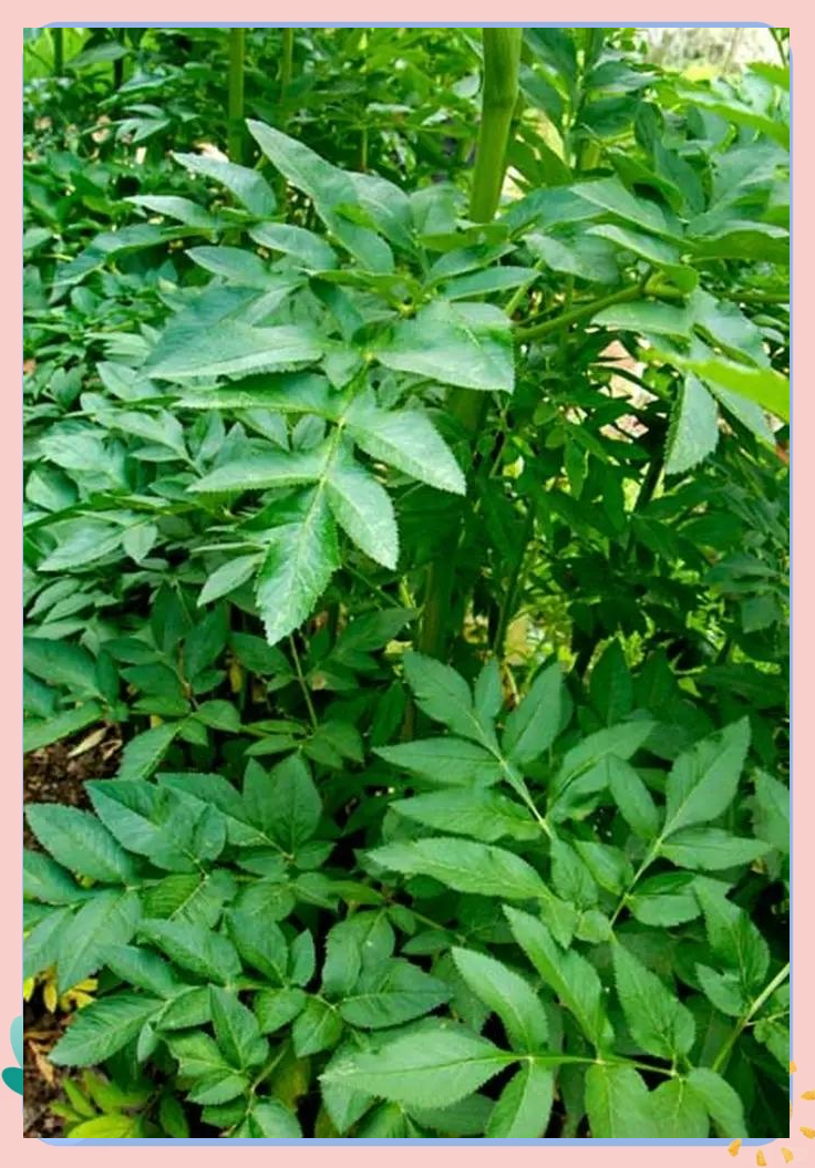 白芷:一种具有丰富寓意和多样应用的中草药