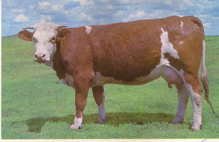 纯种西门塔尔牛的特征图片