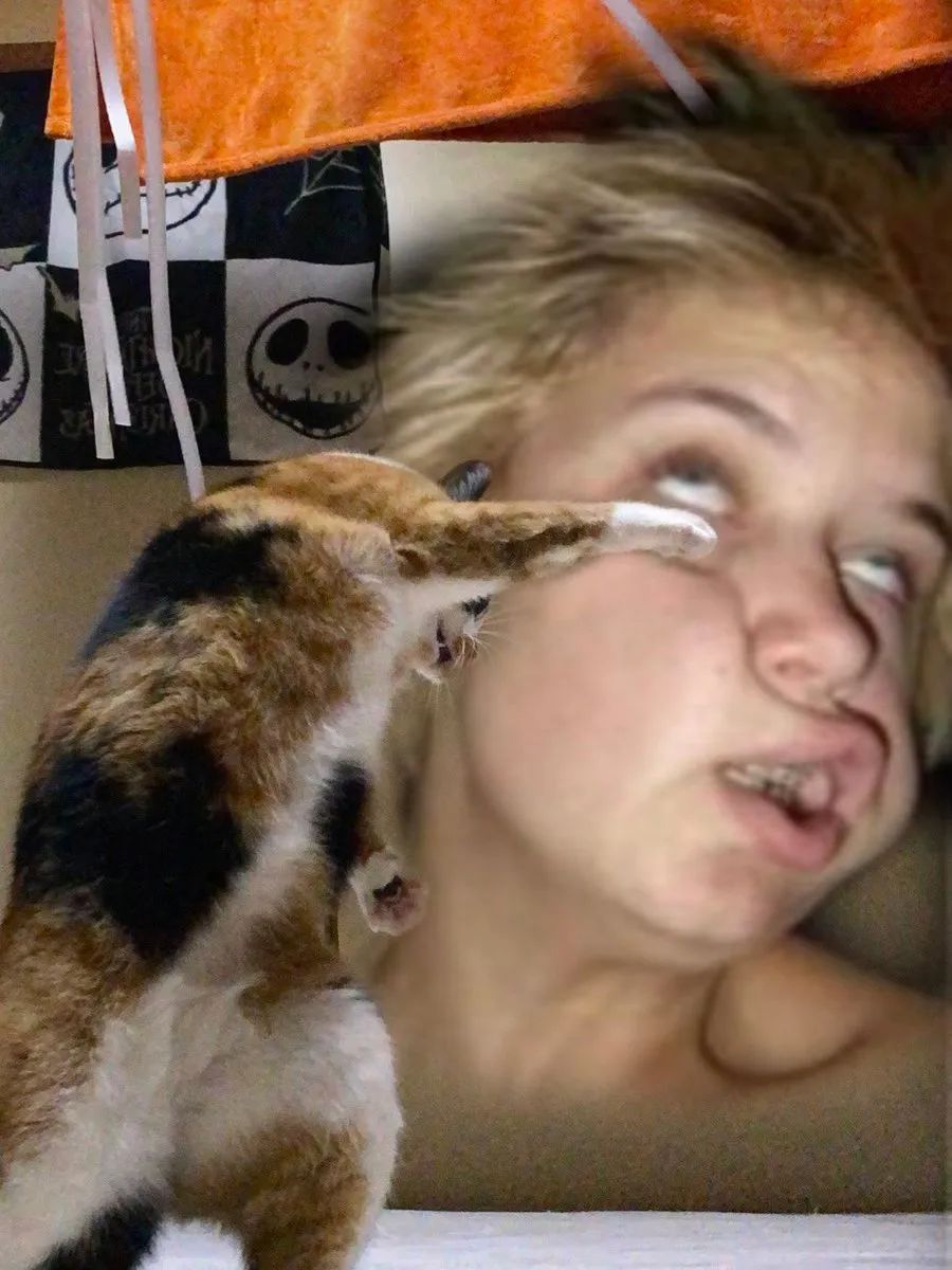 快住手,猫猫被玩坏了