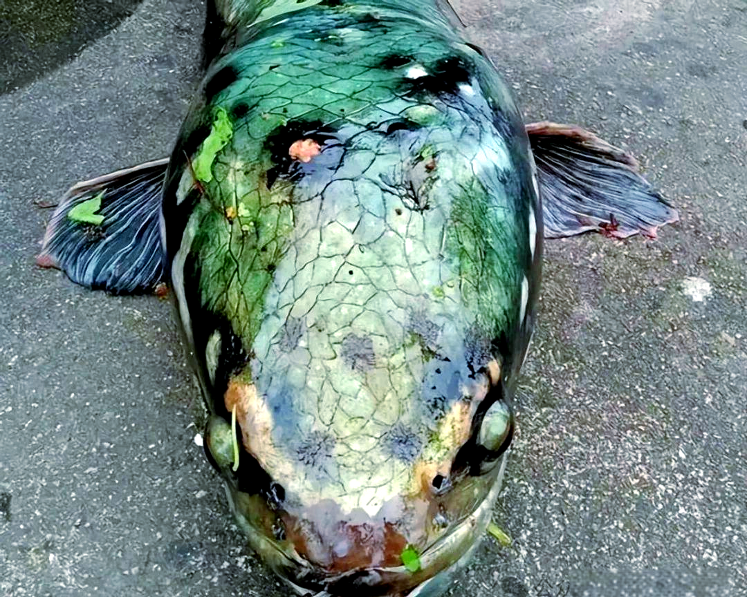 宠物鱼小盾鳢成生态威胁,凶猛性情引发关注