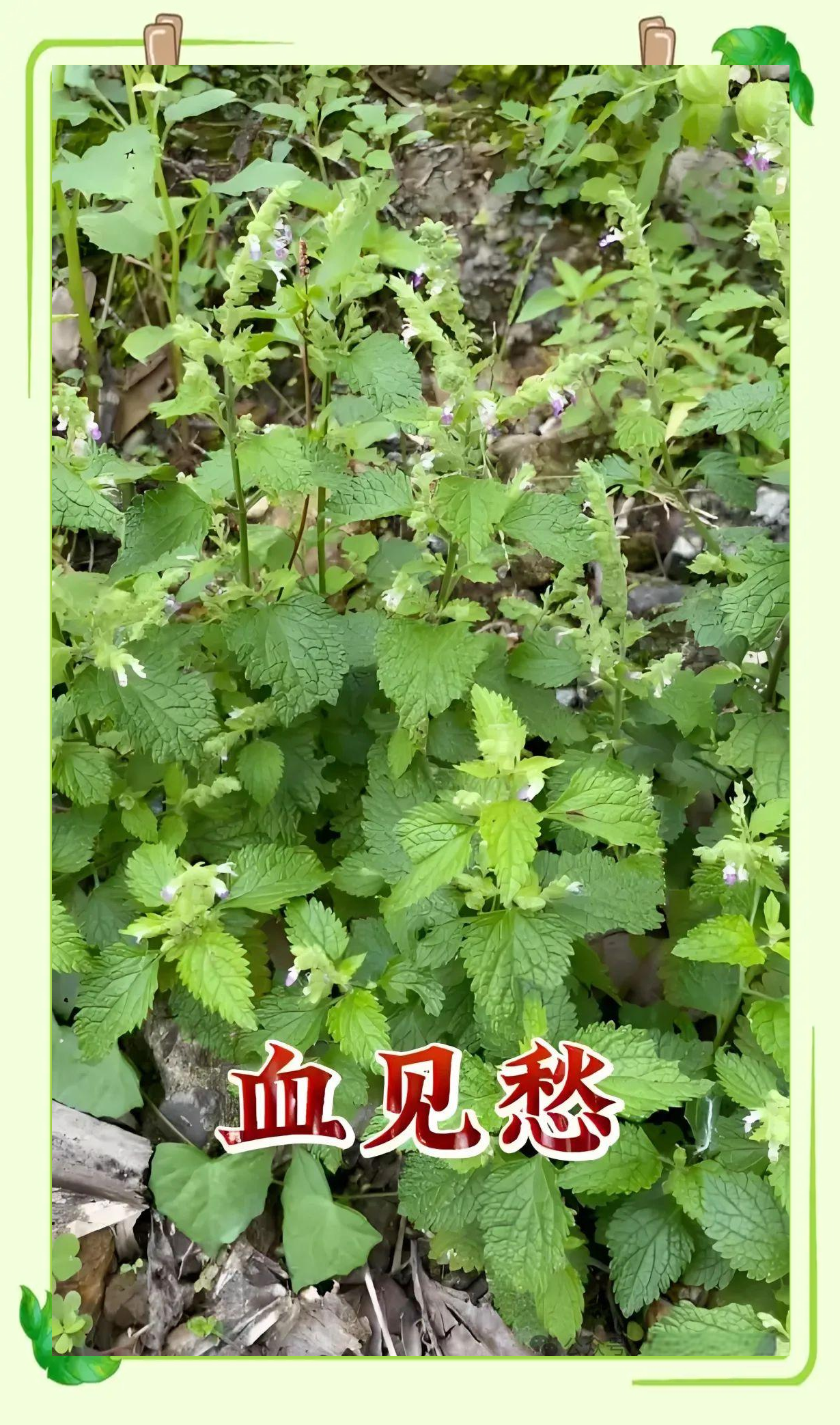 血见愁:从野生草本植物到药材的发掘与应用