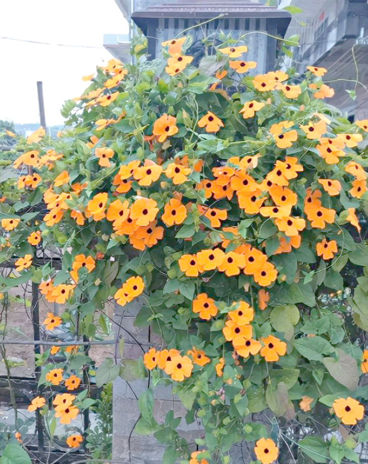 8种爬藤花推荐,打造花墙一年轻松搞定