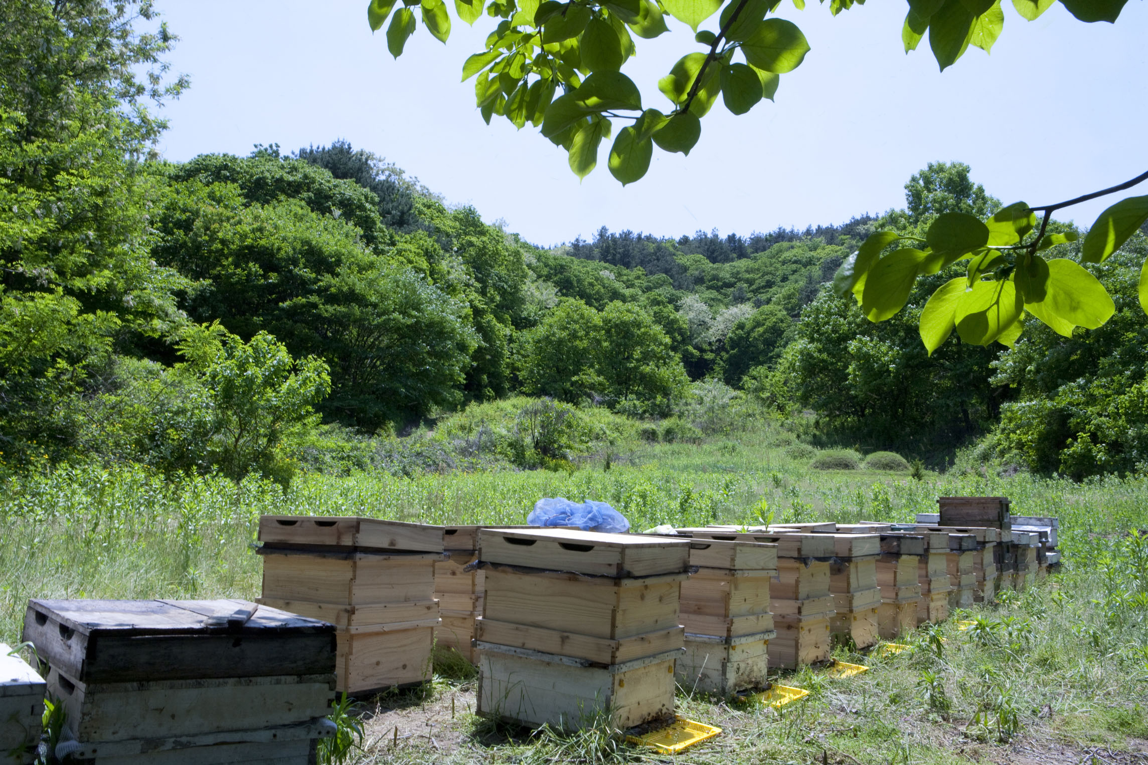 高原野生蜂蜜:来自大自然的养生好物