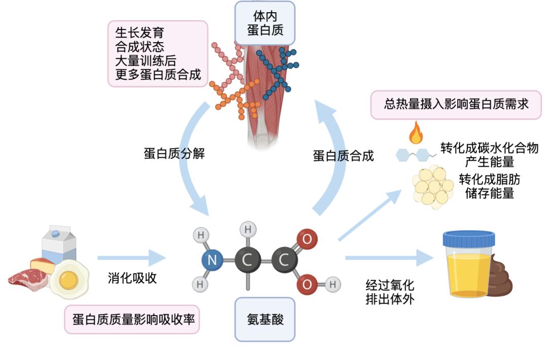 蛋白质代谢过程图片