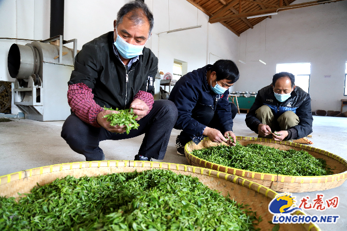 高淳桠溪瑶宕村采摘春茶助农增收