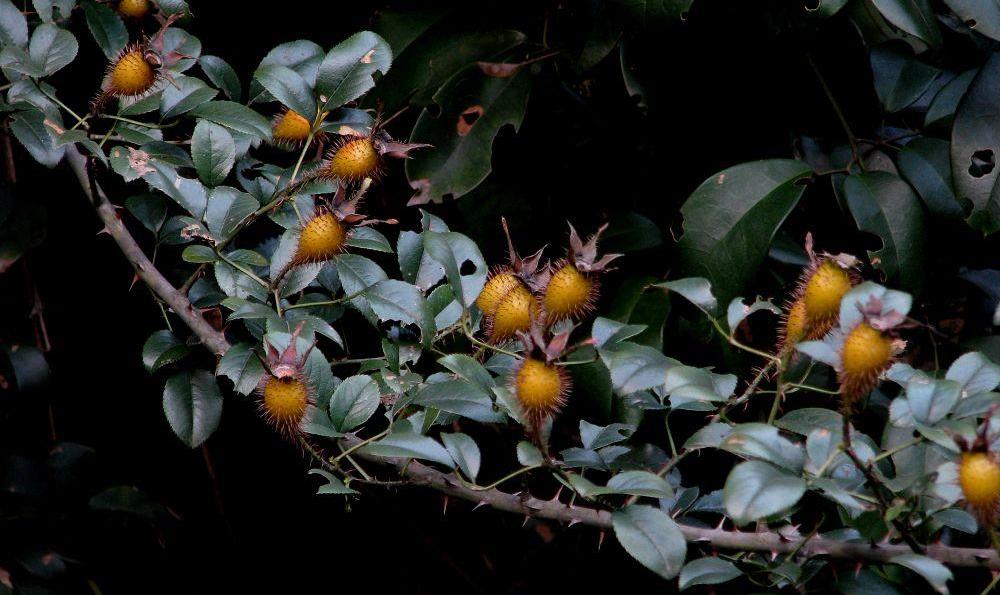 这种野果生吃泡酒都倍甜,人称糖罐子,在农村遍地都是,你见过吗
