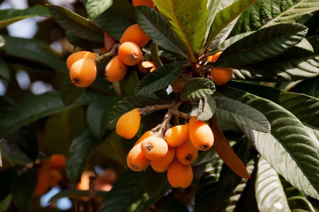 初夏乘兴游开阳,摘尽枇杷一树金