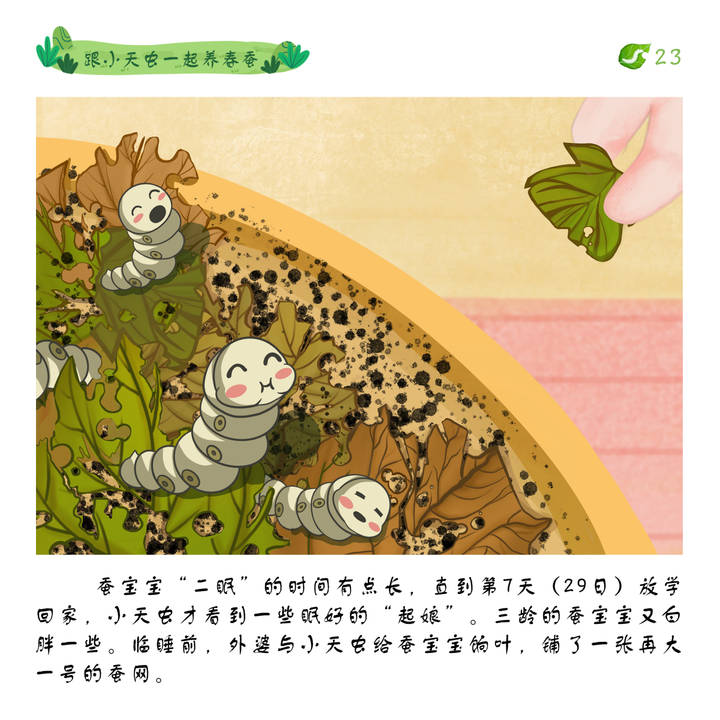 跟着小天虫一起养春蚕|五一采桑叶