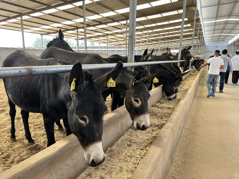 亿元产值待变现 小毛驴"驮"起致富产业