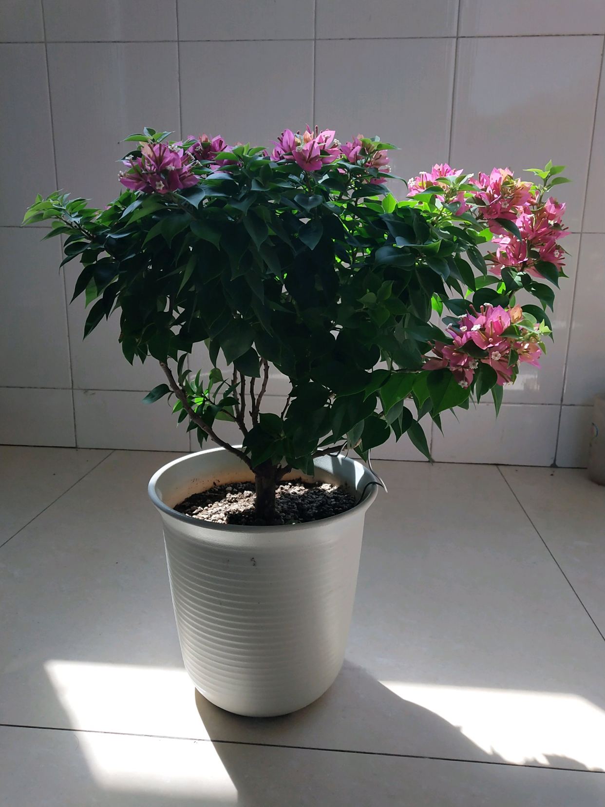 三角梅名品"塔紫",丰花勤花,养护容易,可做盆景,新手也能养