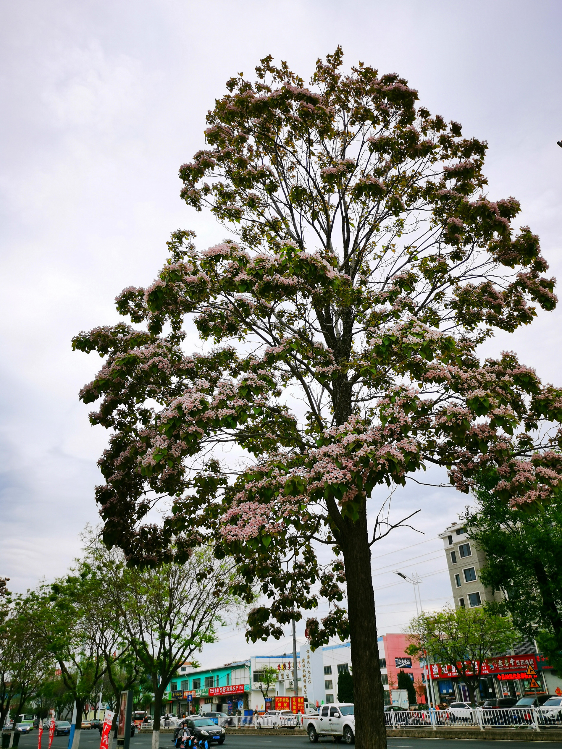 组图:胶东半岛的楸树进入花期,这是在海阳拍到的楸树花风光