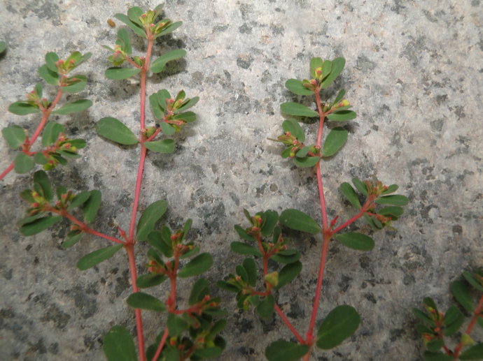 痔疮出血了怎么止血,掌握这种方法,止血消除肉球