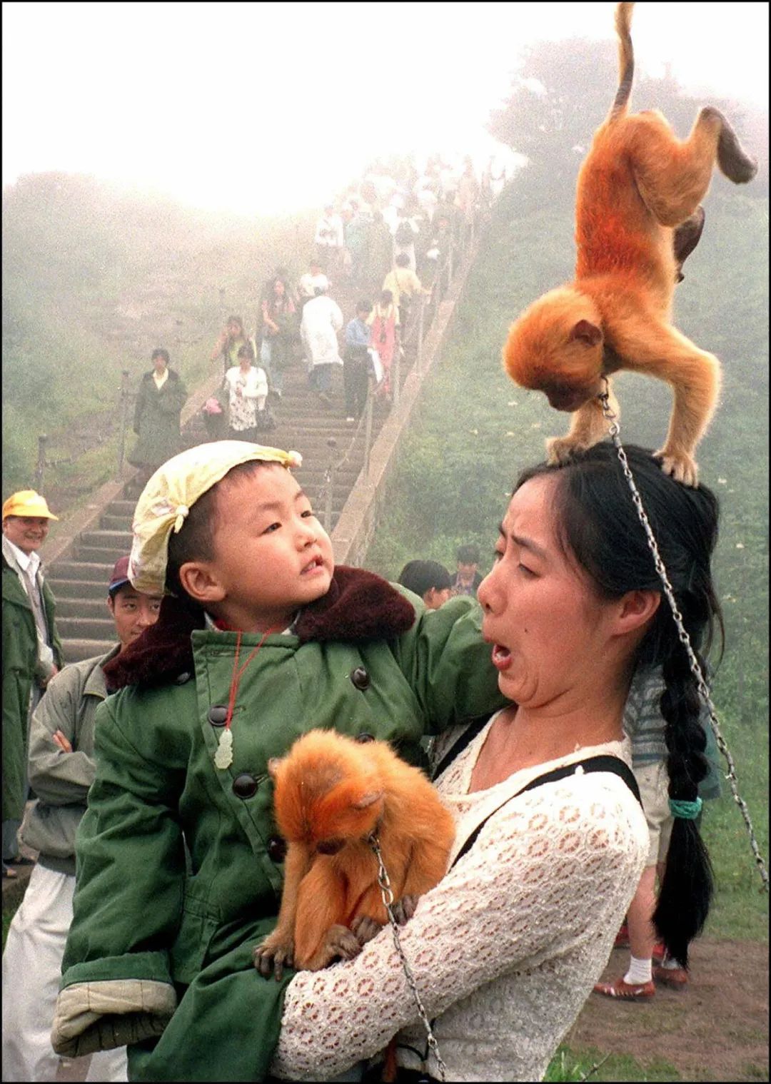 峨眉山“人猴大战”愈演愈烈，猴王被击毙，为何猴子频繁攻击游客 - 知乎