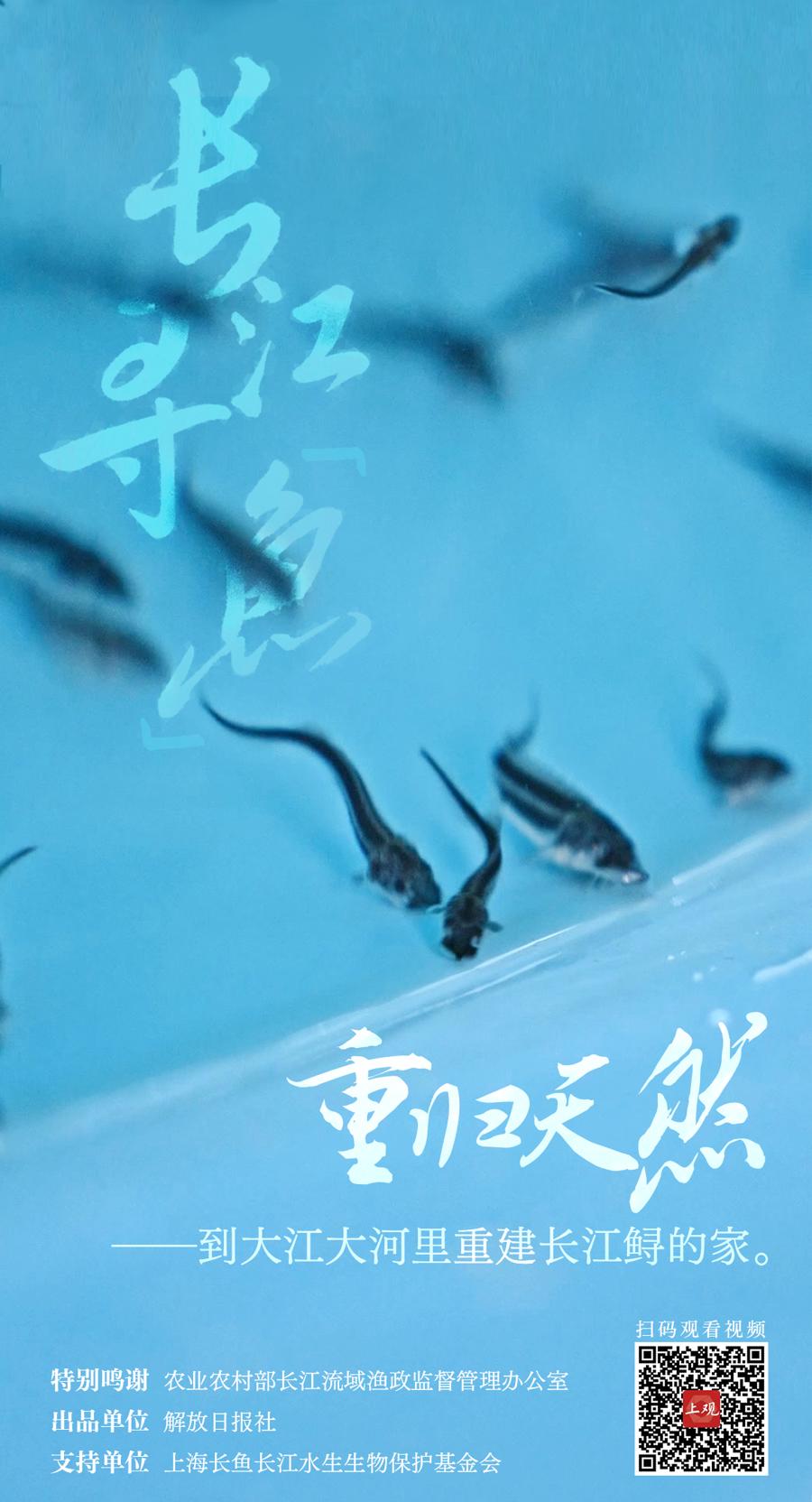 《长江保护法》实施三周年,十张"寻鱼"海报看生态向好