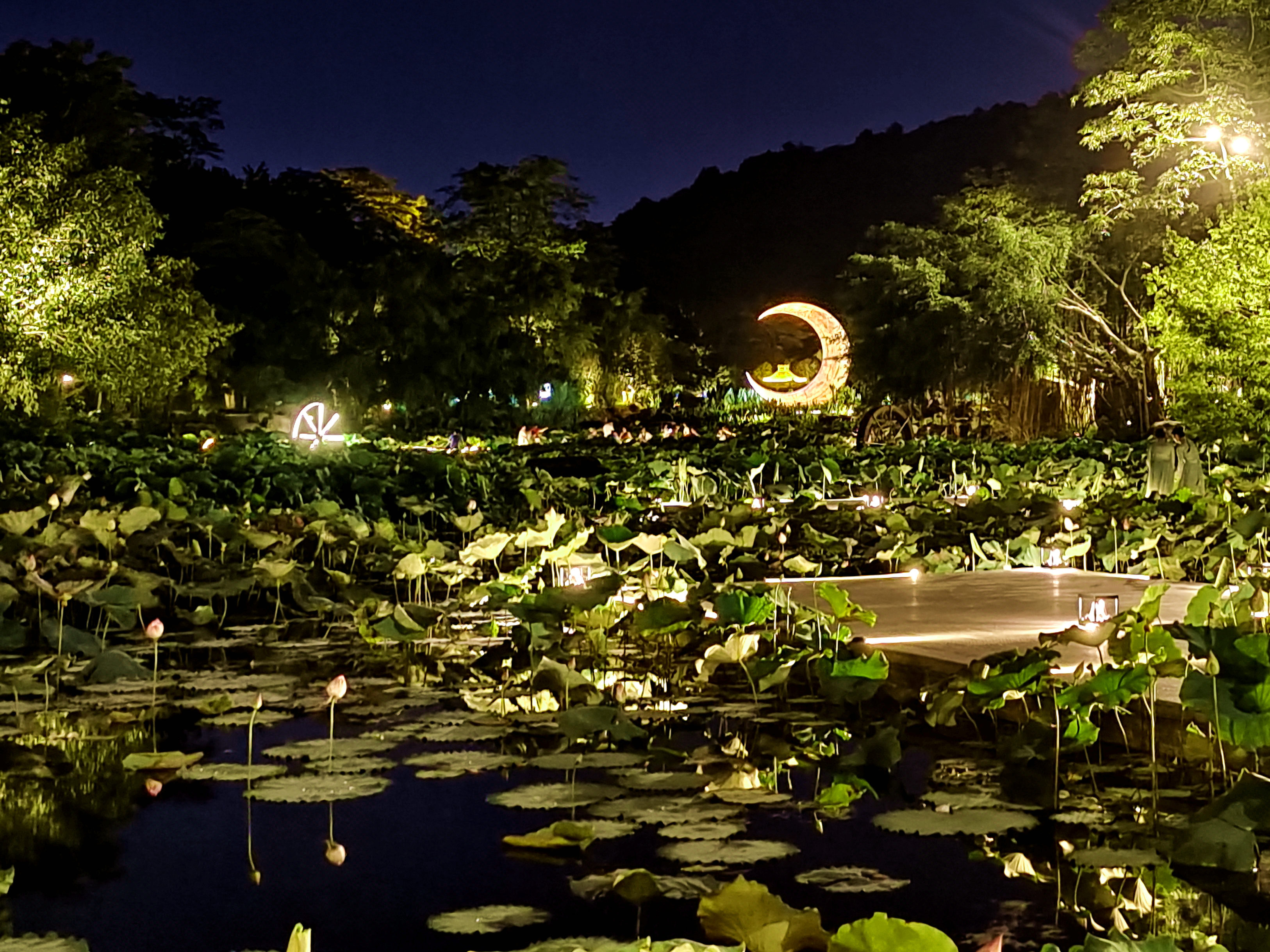 夏日炎炎何处去?南宁青秀山公园赏荷正当时