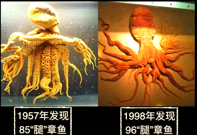 韩国渔民惊现多条腿的"变异"章鱼,日本标本仍在水族馆展示
