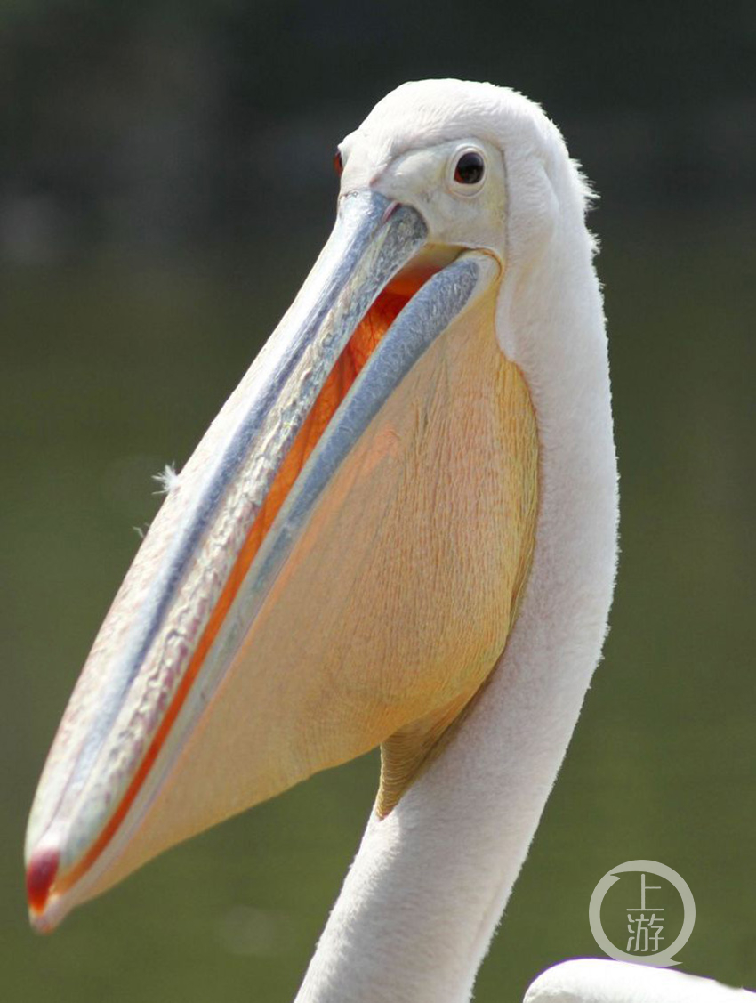 憨厚的大嘴鸟——鹈鹕