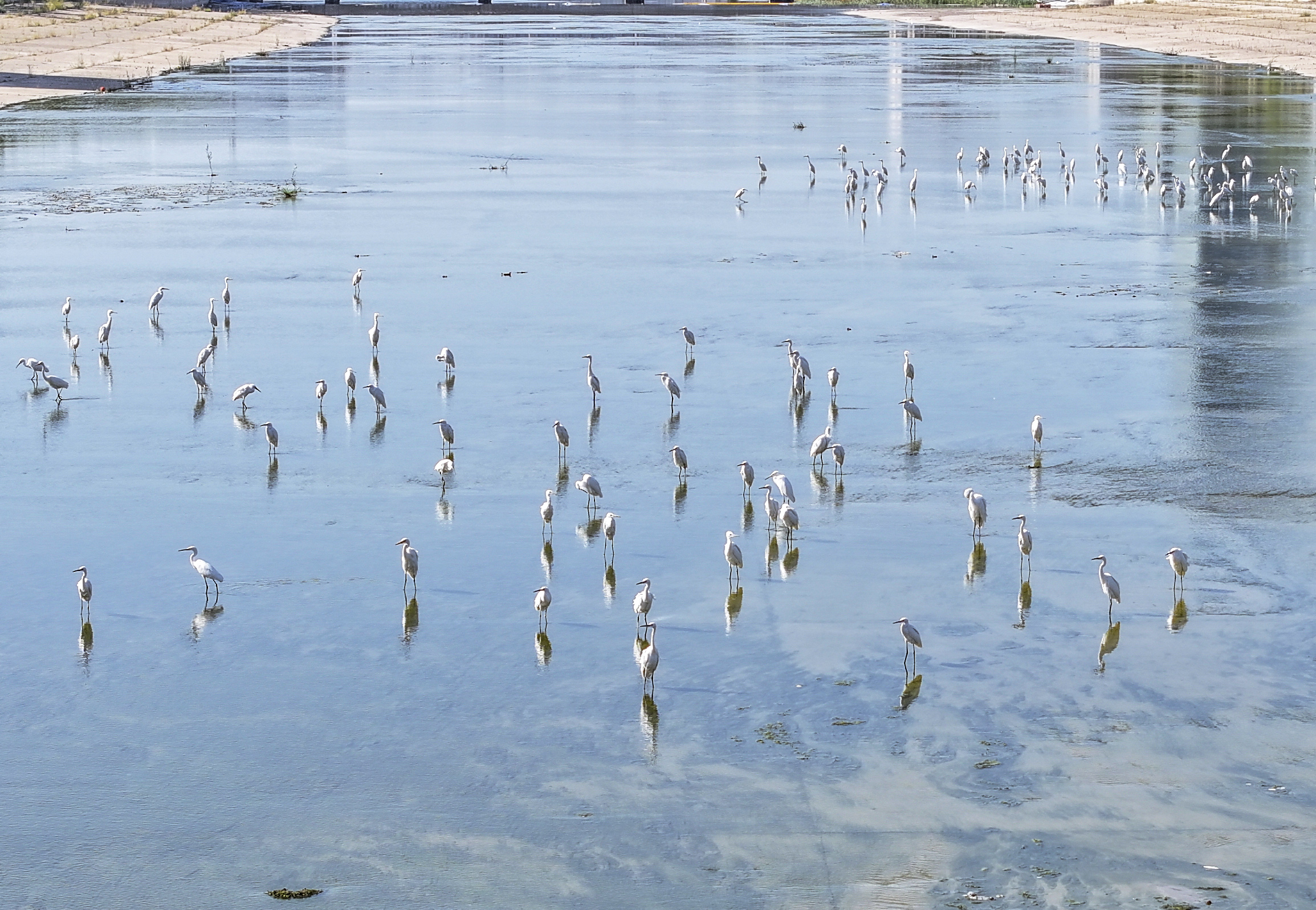 驻足张家口清水河 看白鹭翩翩起舞