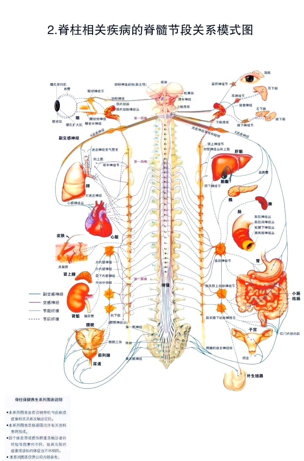 交感神经节的结构与功能深度解析