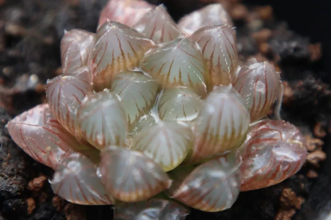 想把玉露养得透透的?这份「私藏养护秘籍」请收好