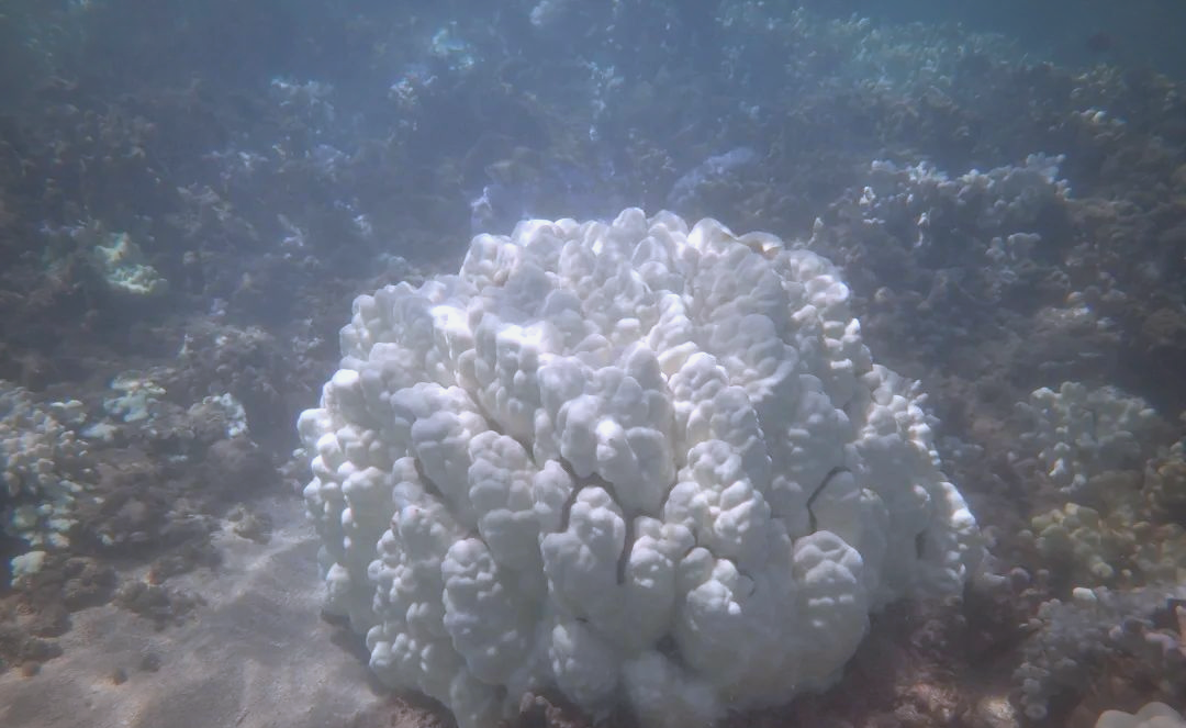 珊瑚白化与珊瑚死亡:了解真相,保护珊瑚礁