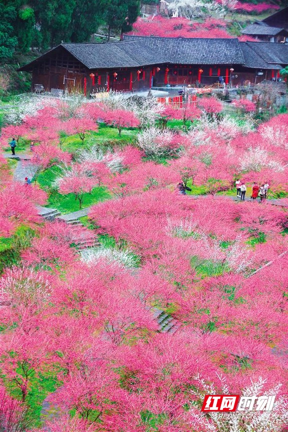 永顺陈家坡:梅花香自苦寒来