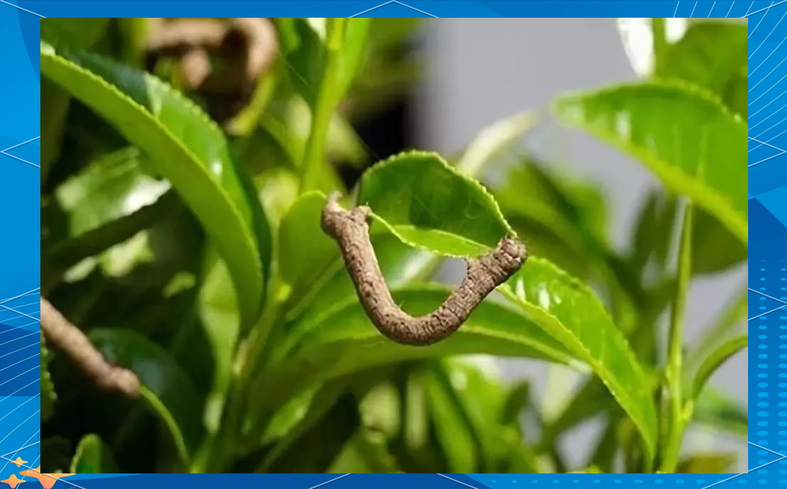 短稳杆菌:有机茶园中茶尺蠖的绿色克星