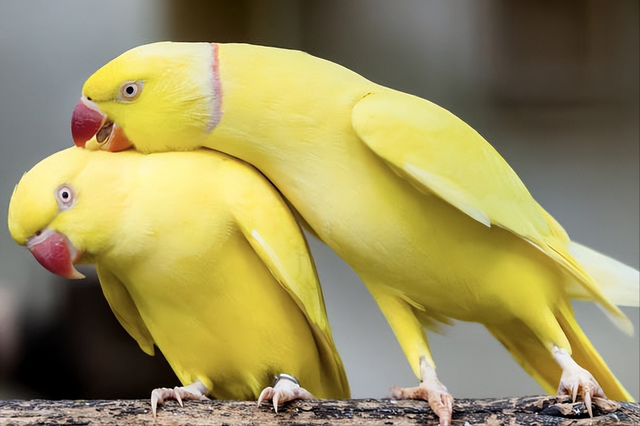 鹦鹉小档案 鹦鹉界的颜值担当-月轮鹦鹉